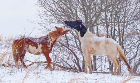 Choctaw Horses Image